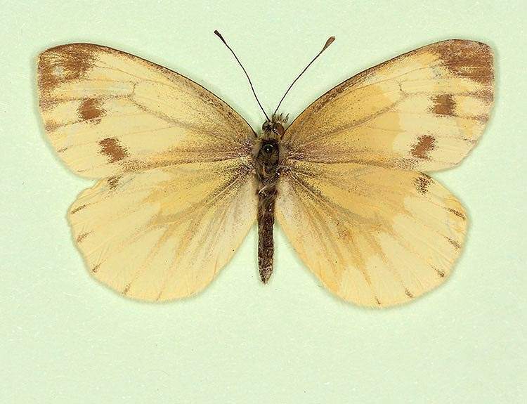 Pieris napi female (aberrant form fuscosignata 6) (Internet Image property of respective owner, non-commercial use only)